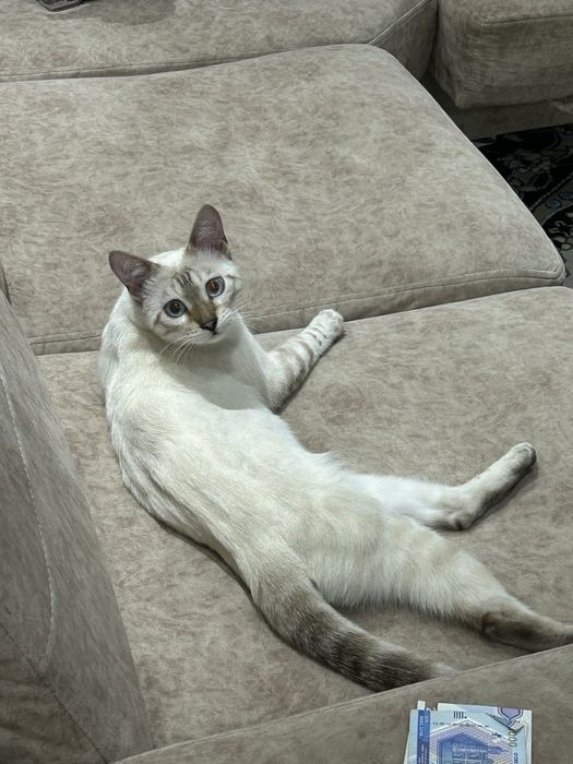 Бенгальская кошка