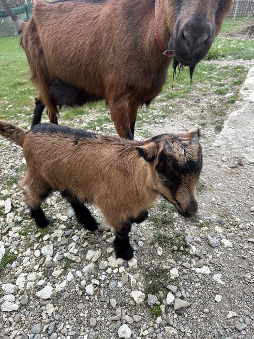 Vand tapisor alpin francez ciul