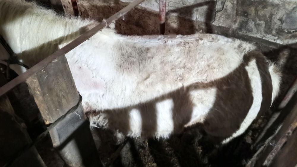 Жылқы сатылады 6 жасыр айғыр