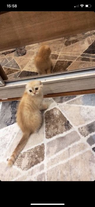 Парода  Шотландцский Скотиш Фолд 
Еши 5ярим ойлик 
Угил бола 
Лоток 5+