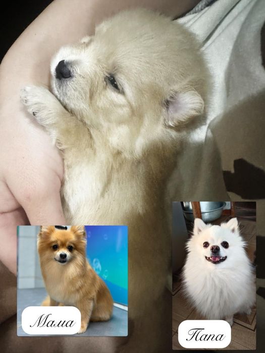 Щенята породы шпиц