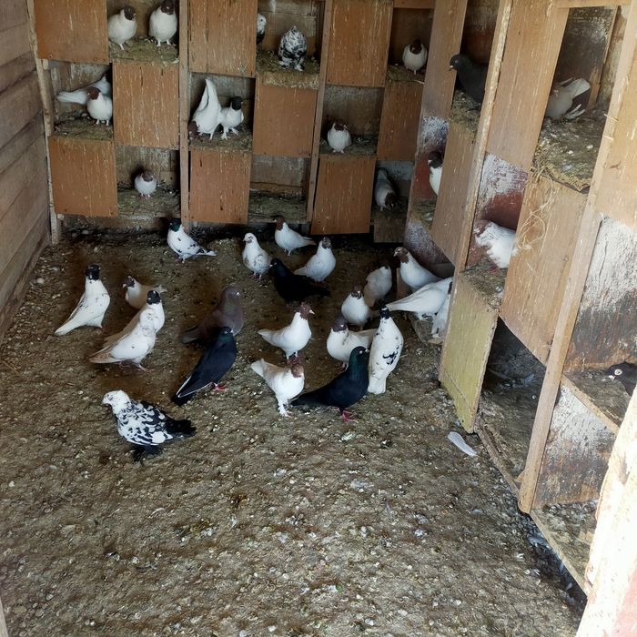 Продаются головастики