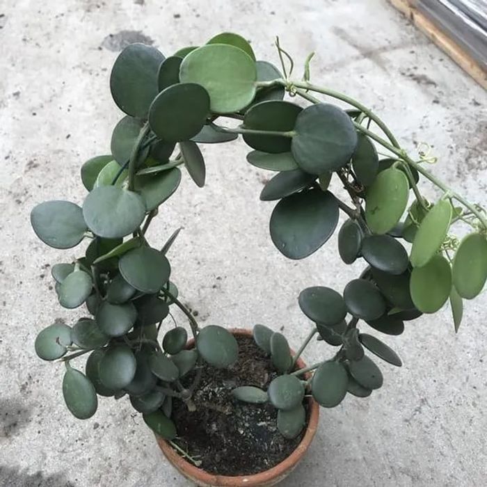 Ксеросициос Дангви суккулент