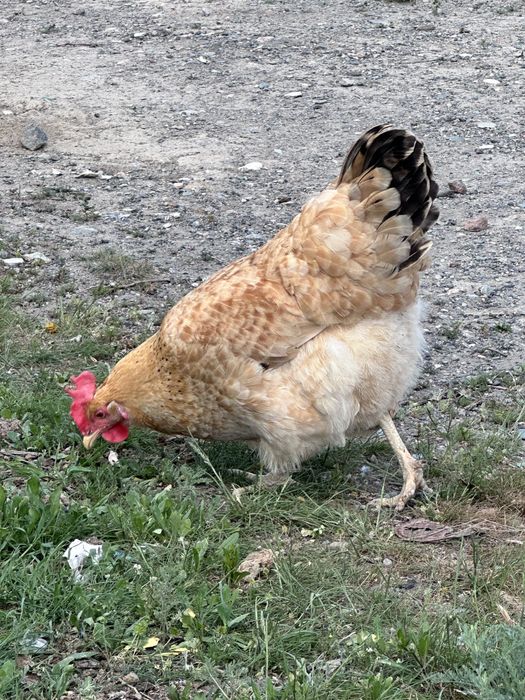 продам хорошив домашних кур