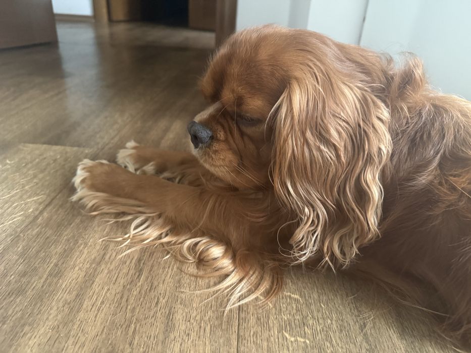 Кавалер Кинг Чарльз Спаниель