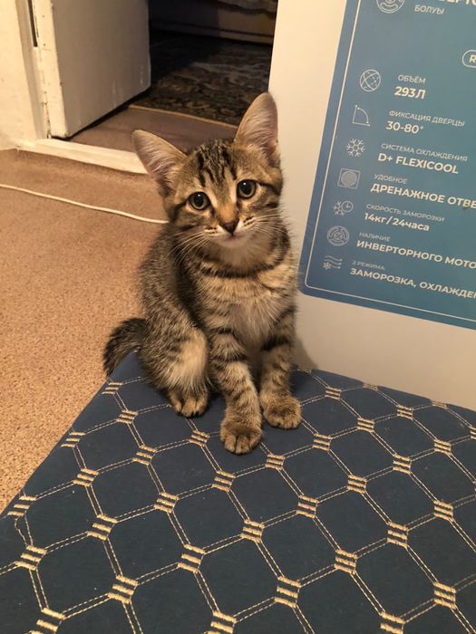 Бесплатно котята