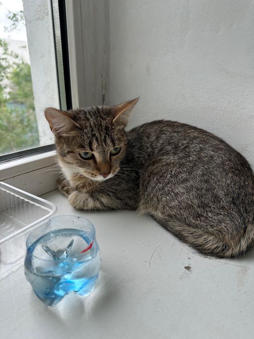 Котик в хорошие руки