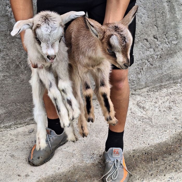 Ешкі Козлята,лақ