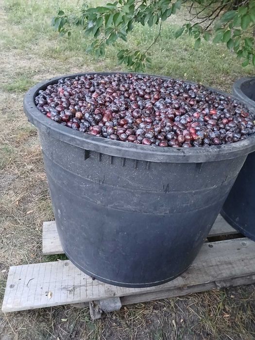 Prune de vanzare
