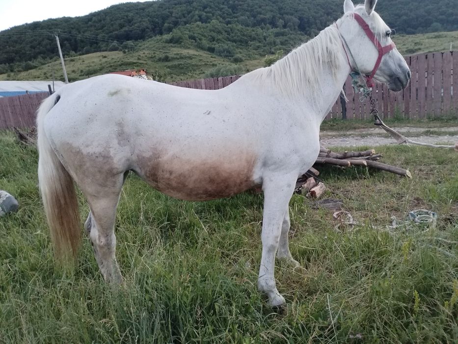 Iapă de vânzare.