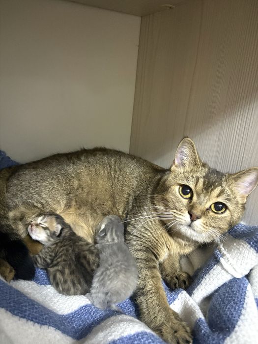Шотландские котята