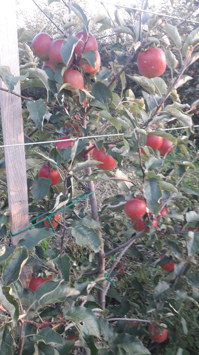 Suc de mere la pungi de 3 l