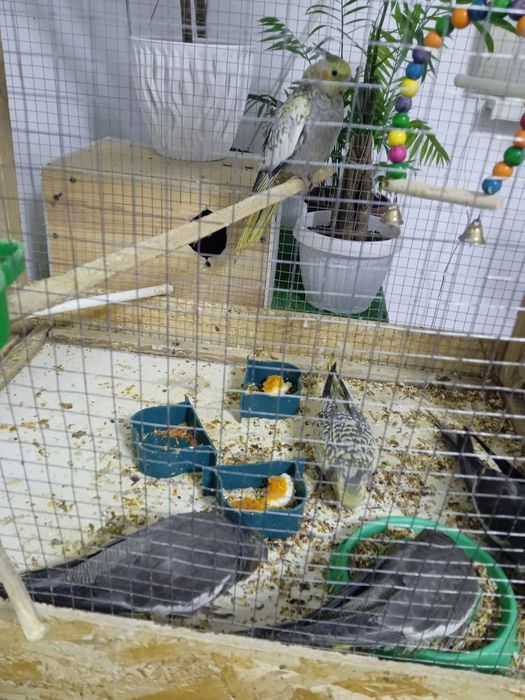 Продам попугай Корелла