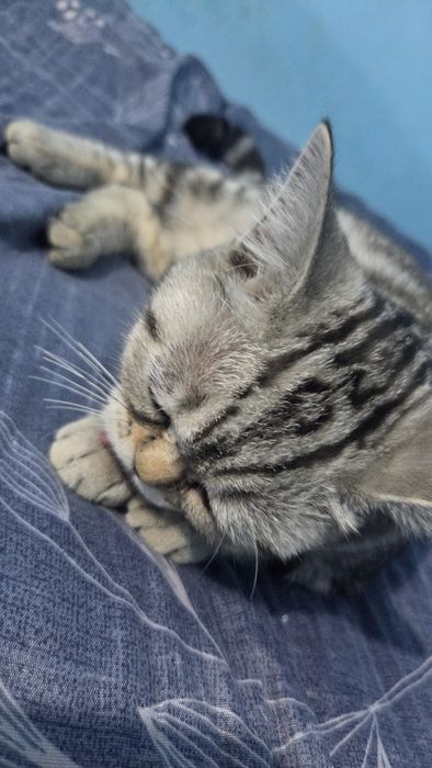 Шотландская прямоухая кошка