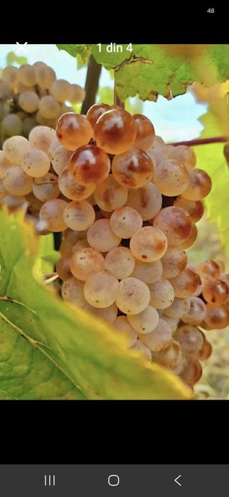 Vănd struguri de vin să transportă la domiciliul clientului