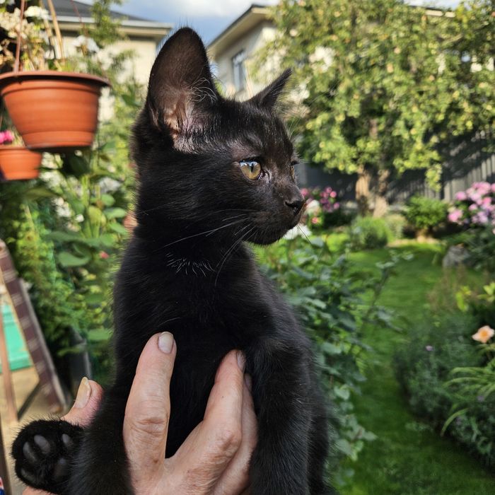 СРОЧНО! Котята ищут хозяина!