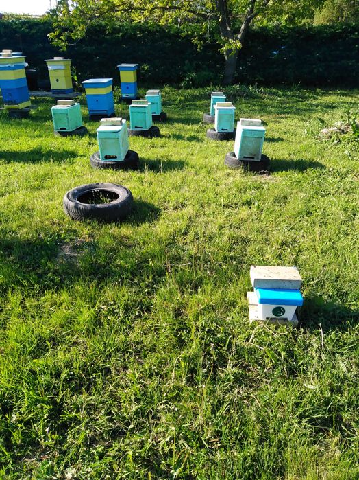 Продавам пчелни отводки