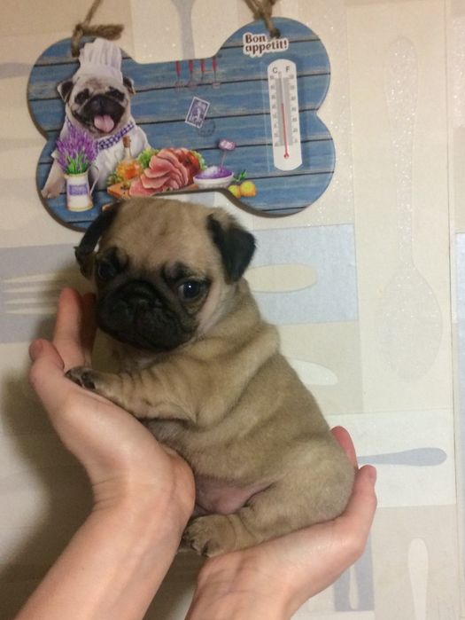 Мопсики с документами