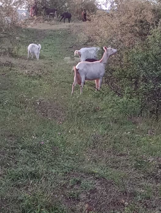 Capre de vânzare Ghirolt