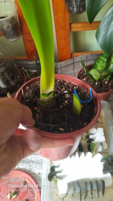 Gipeastrum гипеаструм
