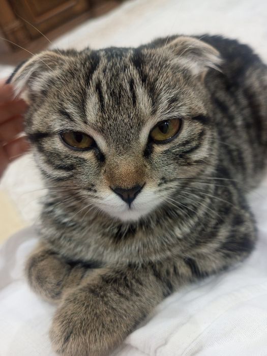 Котёнок пропал...