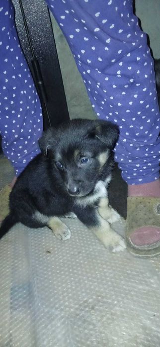 Отдам бесплатно щенят авчарки