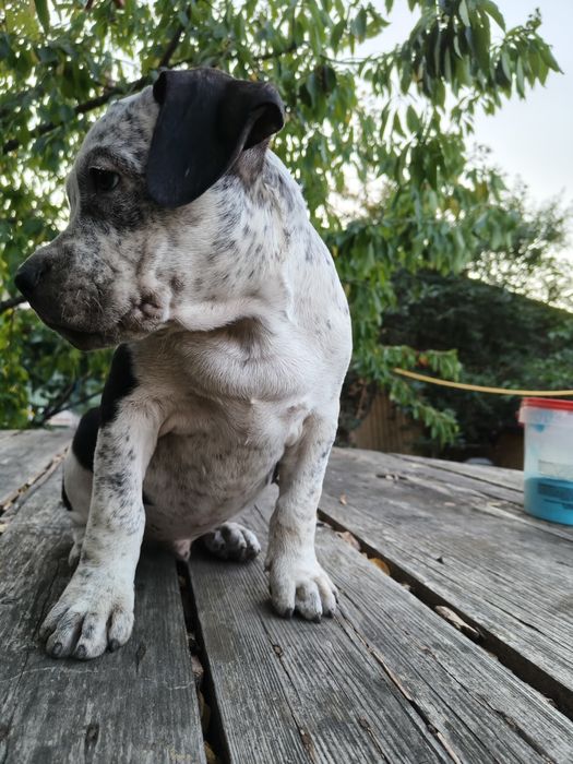 American Staffordshire terrier (Amstaff)