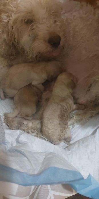 Женско Лагото с кученца