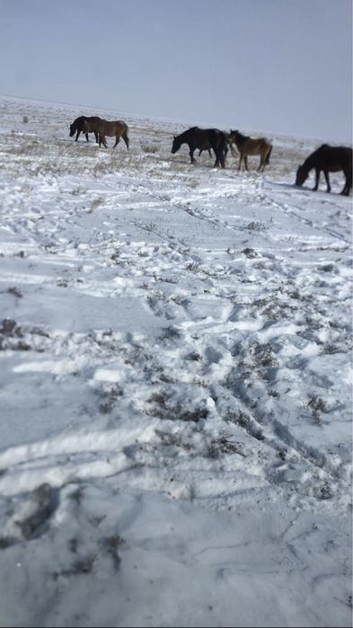 Табун и Айгир Кушум