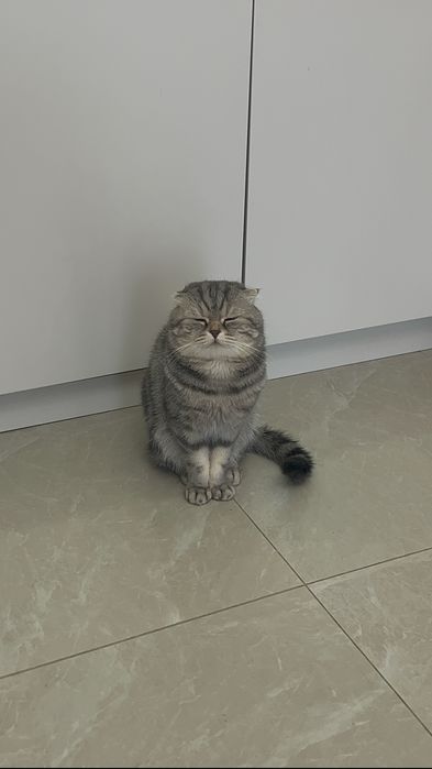 Шотландский вислоухий кот вязка