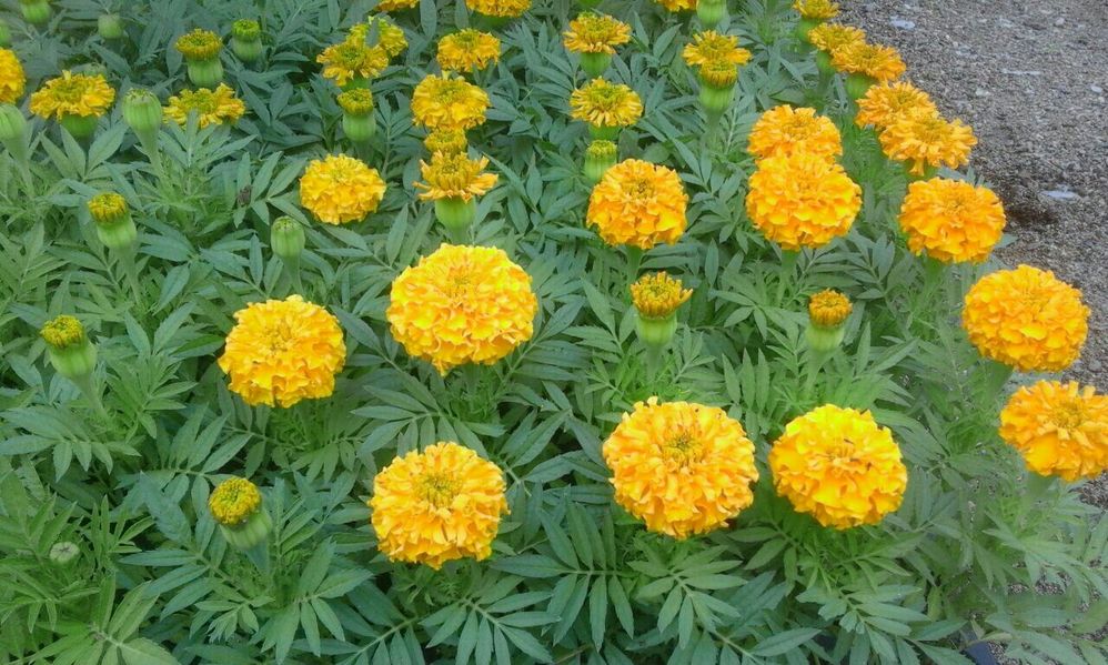 Примула Tagetes Orange