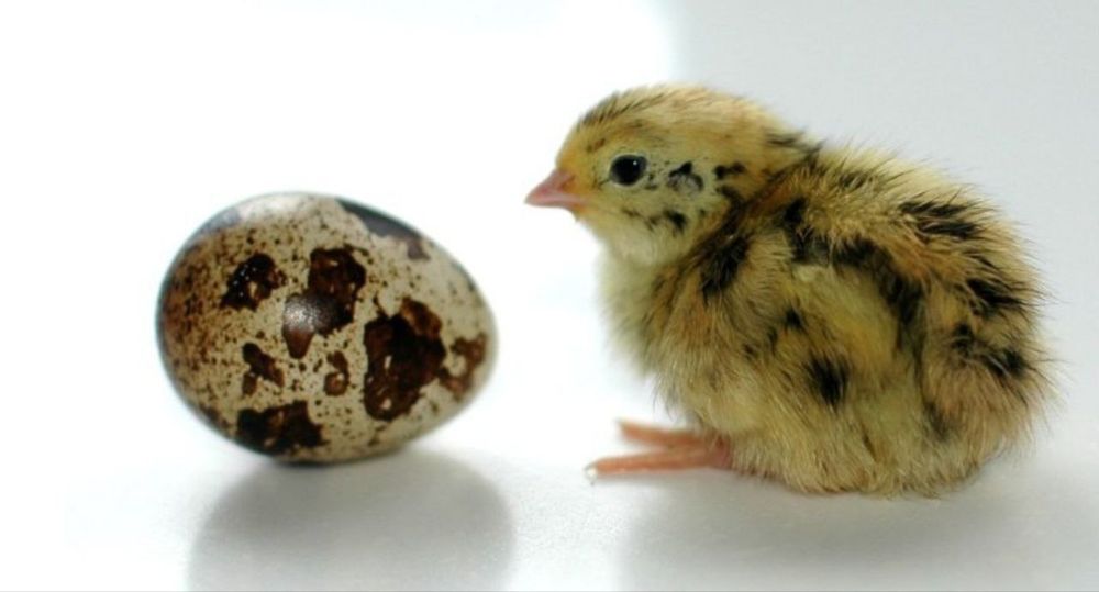 Bedanalar,  Yapon manjur va Beli gegand joʻjalari sotiladi