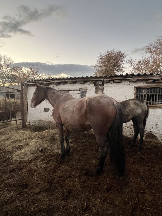 Продам молодую кобылу