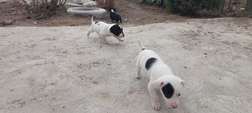 Щенки мелкие ,звонки