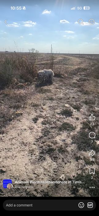 Donez câine  găsit pe câmp pentru adopție