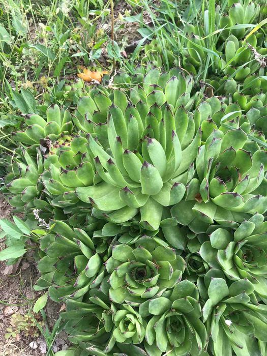 Сукуленти / Алпийска роза / Дебелец