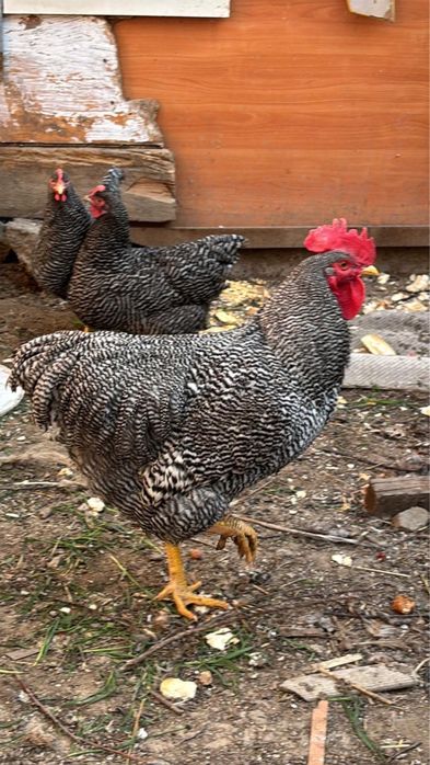 Продам курей порода Плимутрок