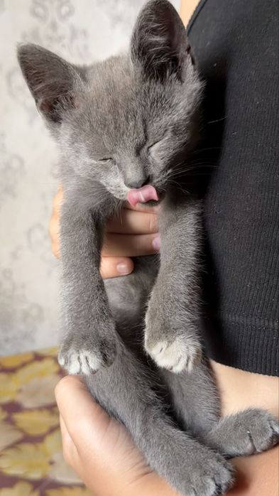 Милый котенок, отдаем в добрые руки