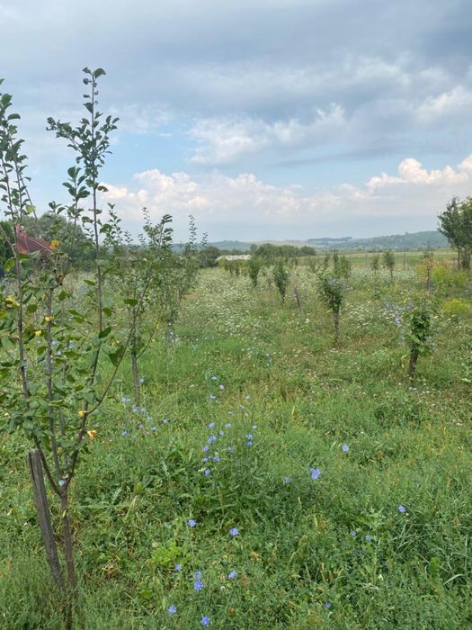 Servicii de defrișat, curățat, cosit, tuns și nu numai