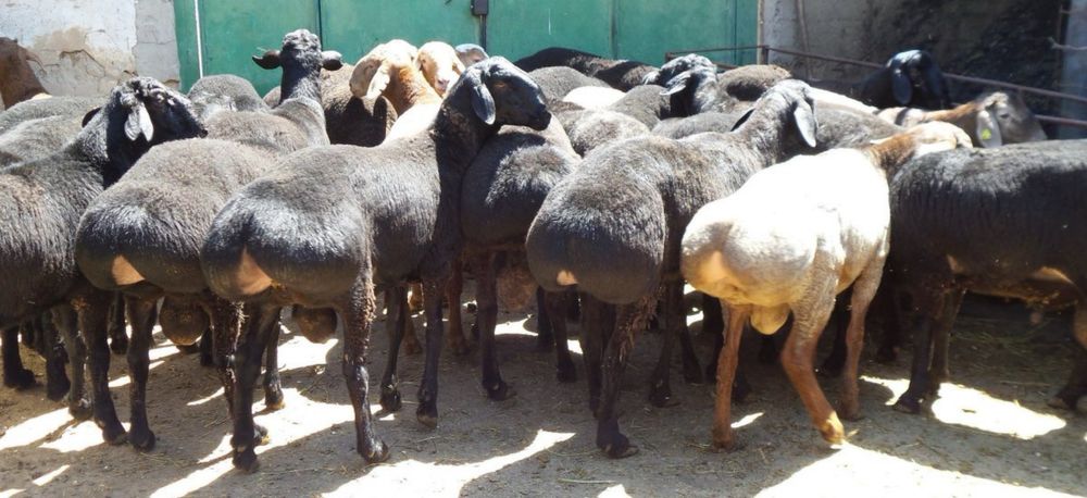 Кошкары на племя