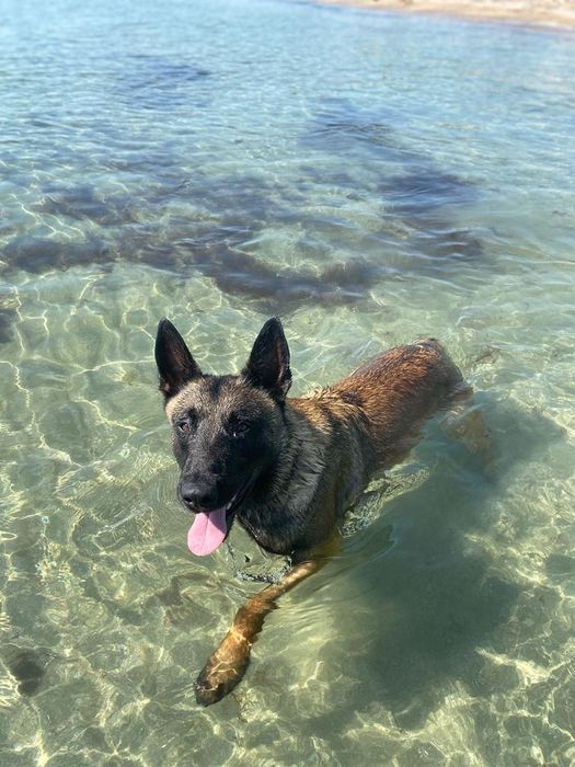 Pensiune si dresaj canin in Constanța și Tulcea