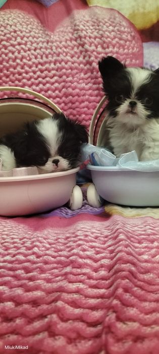 Щенки японского хина