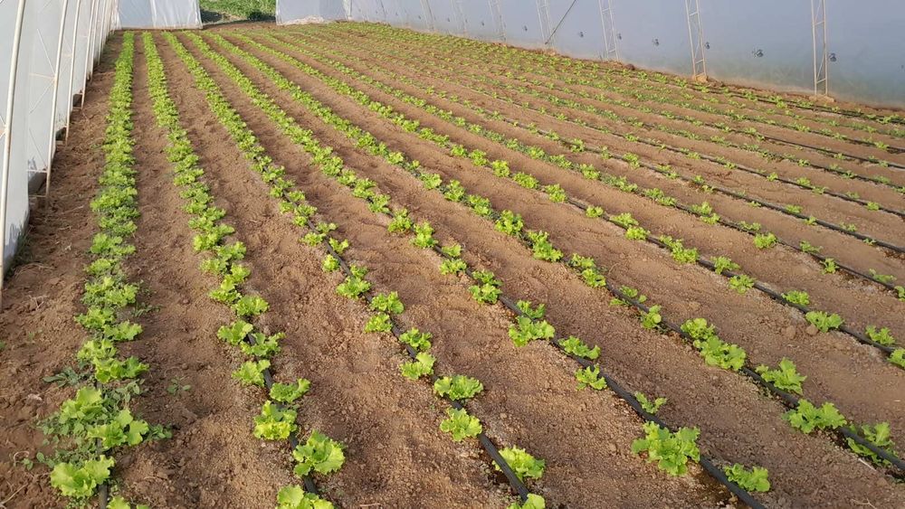 Продава се Земеделски имот в Търговище, Промишлена зона -  кв.м за 8334 €/дка - Снимка #2