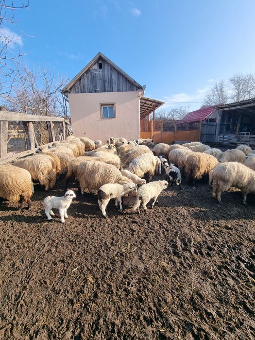 Vând oi cu miei.