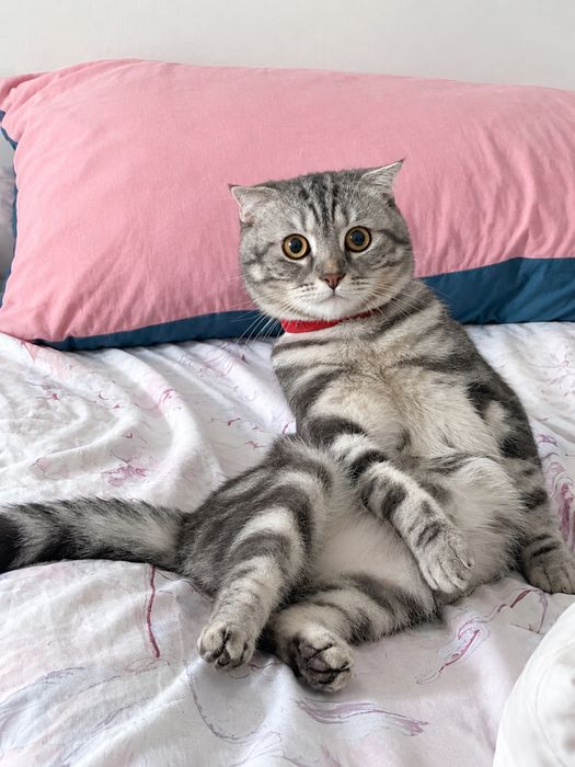 Продам шотландского вислоухого котика