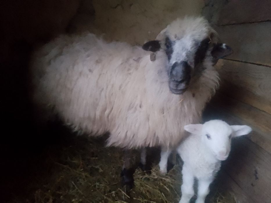 Vând Oaie Țurcană Oacheșă cu Miel !!!