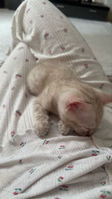 Бенгальская кошка