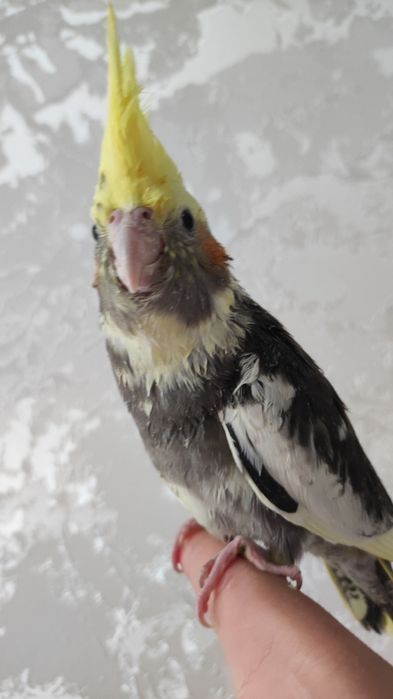 Ручной попугай карелла