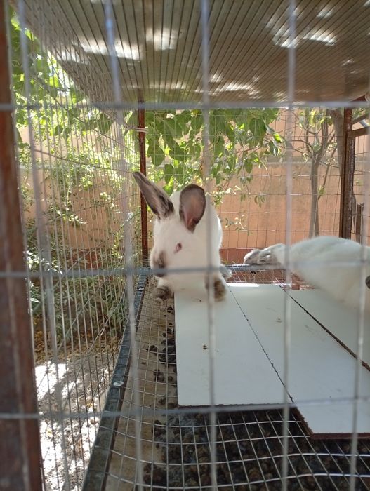 Kaliforniya zotli quyon