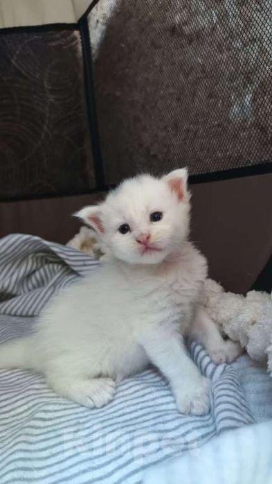 Продаются котята